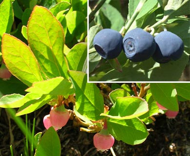 Vaccinium deliciosum