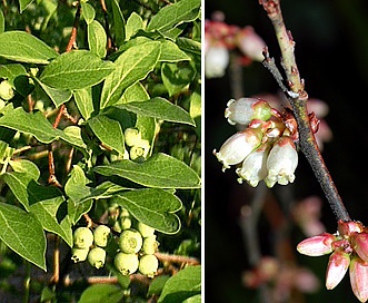 Vaccinium elliottii