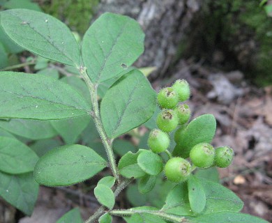 Vaccinium hirsutum