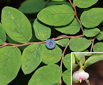 Vaccinium ovalifolium