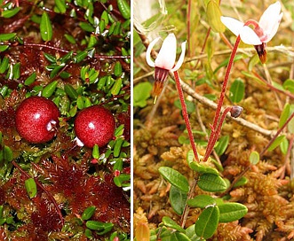 Vaccinium oxycoccos