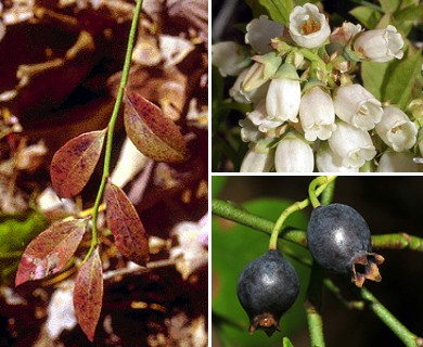 Vaccinium pallidum