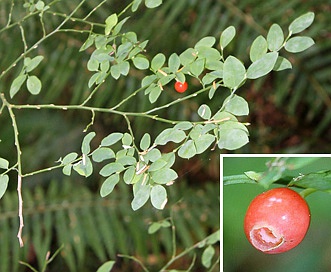 Vaccinium parvifolium