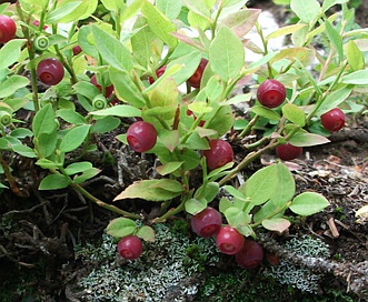 Vaccinium scoparium