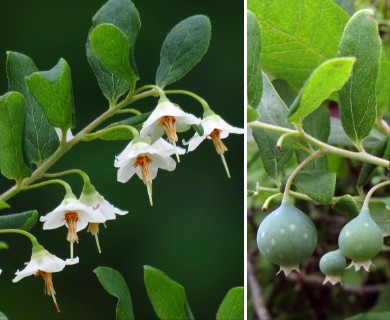 Vaccinium stamineum