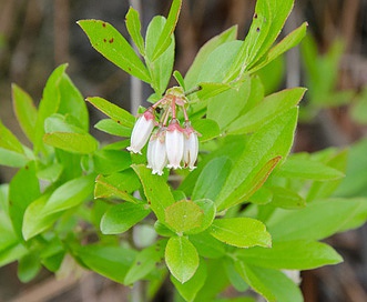 Vaccinium tenellum