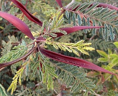 Vachellia campeachiana