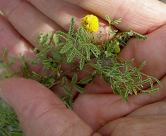 Vachellia constricta