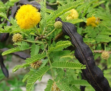 Vachellia farnesiana