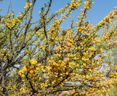 Vachellia schaffneri