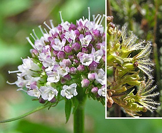 Valeriana acutiloba