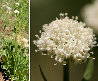 Valeriana occidentalis