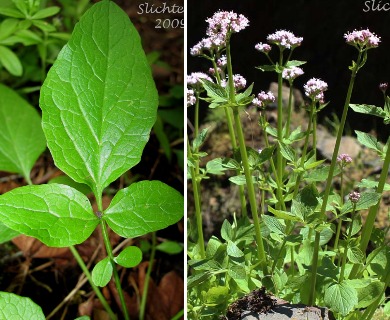 Valeriana scouleri