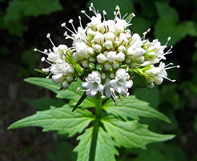 Valeriana sitchensis