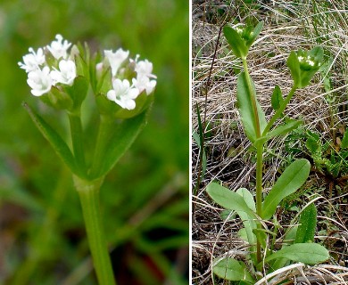 Valerianella amarella