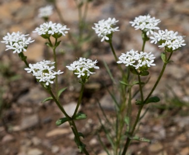 Valerianella nuttallii