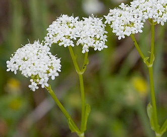 Valerianella umbilicata