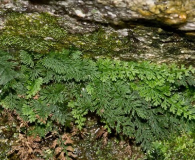 Vandenboschia boschiana