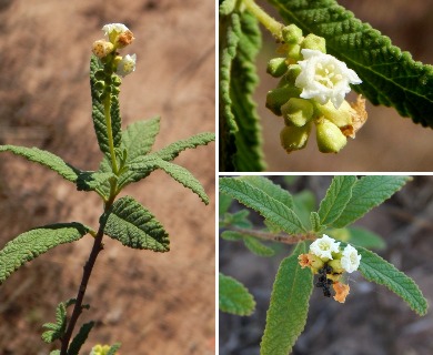 Varronia curassavica