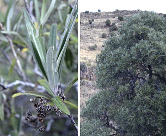 Vauquelinia californica