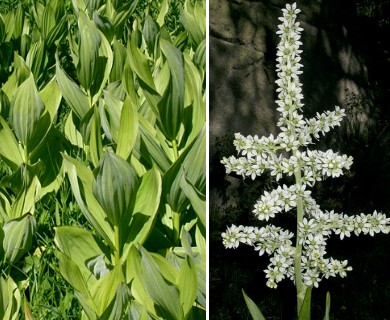 Veratrum californicum