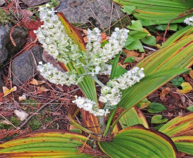 Veratrum fimbriatum