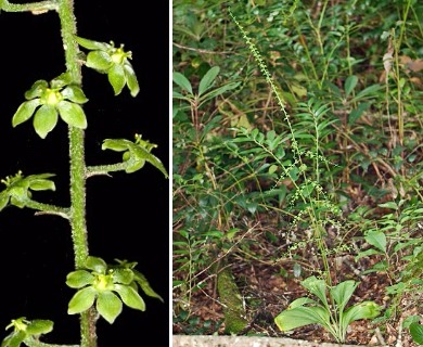 Veratrum parviflorum