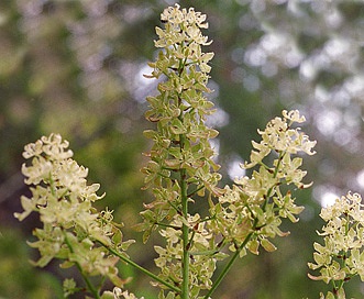 Veratrum virginicum