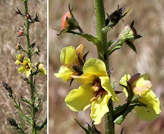 Verbascum blattaria