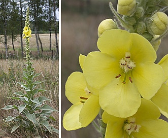 Verbascum phlomoides