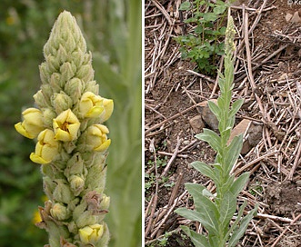 Verbascum thapsus