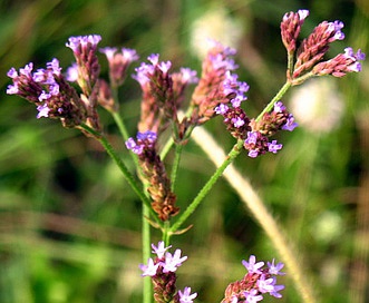 Verbena brasiliensis