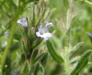 Verbena canescens