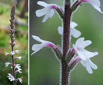 Verbena carnea