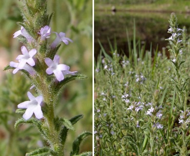 Verbena gracilis