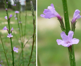 Verbena halei