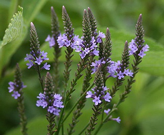 Verbena hastata