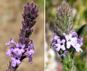 Verbena lasiostachys