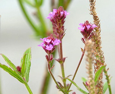 Verbena litoralis