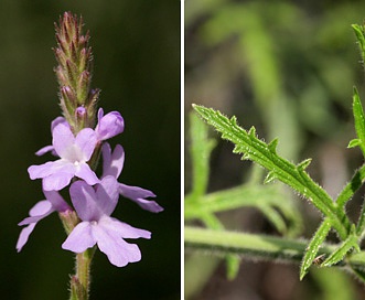 Verbena neomexicana