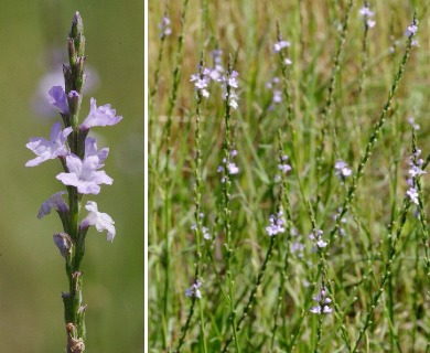 Verbena officinalis