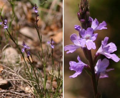 Verbena perennis