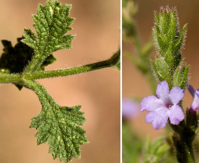 Verbena plicata