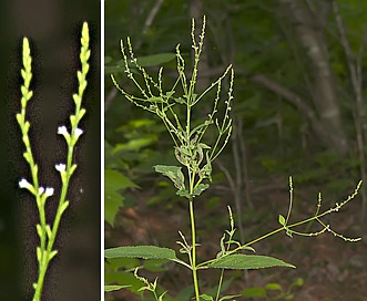 Verbena scabra