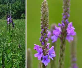 Verbena stricta