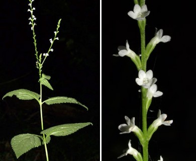 Verbena urticifolia