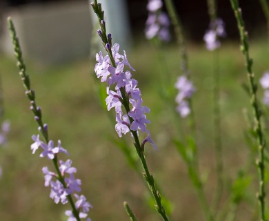 Verbena xutha