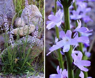 Verbena xylopoda