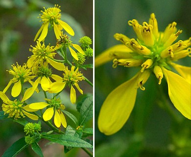 Verbesina alternifolia