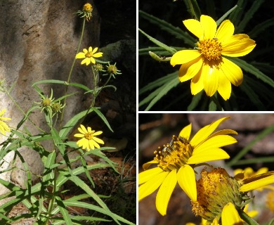 Verbesina longifolia